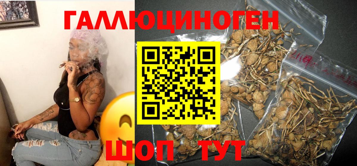 Псилоцибиновые грибы GOLDEN TEACHER Городец