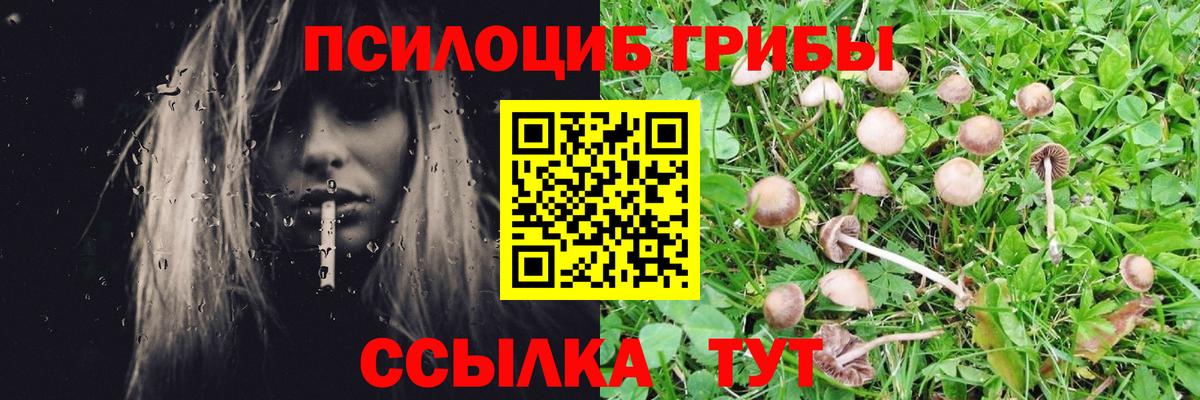 магазин    Вход с VPN  Псилоцибиновые грибы Psilocybine cubensis  Городец  Псилоцибиновые грибы мицелий 